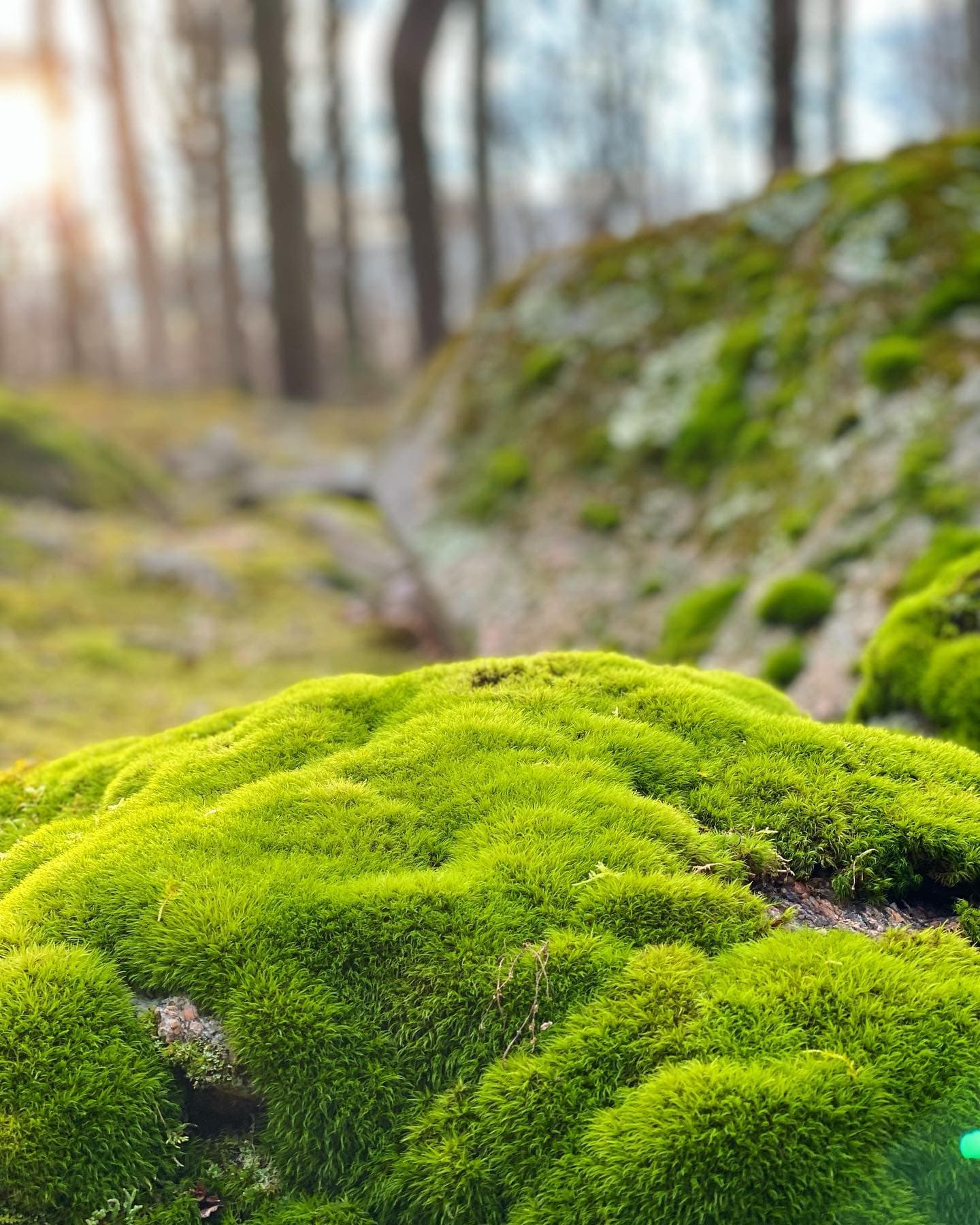 Lush green moss on a woodland floor, bathed in soft sunlight